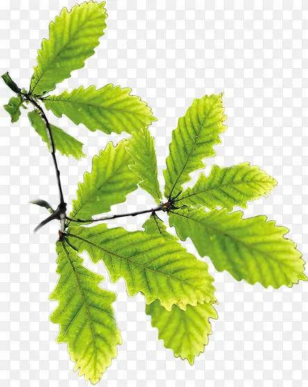 ������Ӱ�ϳ�Ч����ɫ��Ҷ-������