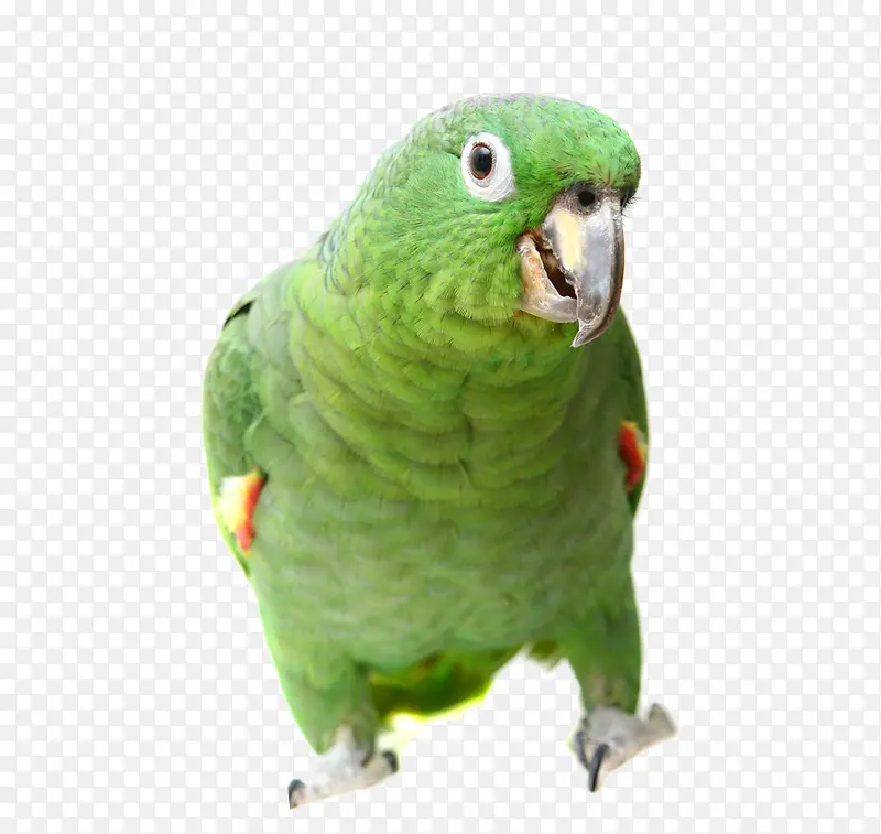 �ɰ�������-������