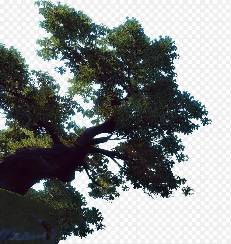 Ҷ����ɫ����-������