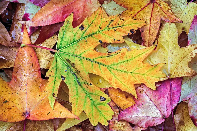 ��ɫ��Ҷ���º���-������