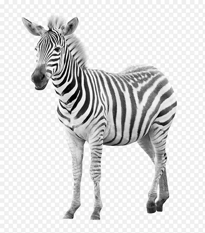 �ɰ�����ͼƬ�ز�-������