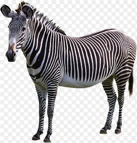 ���ư���������Ӱͼ-������