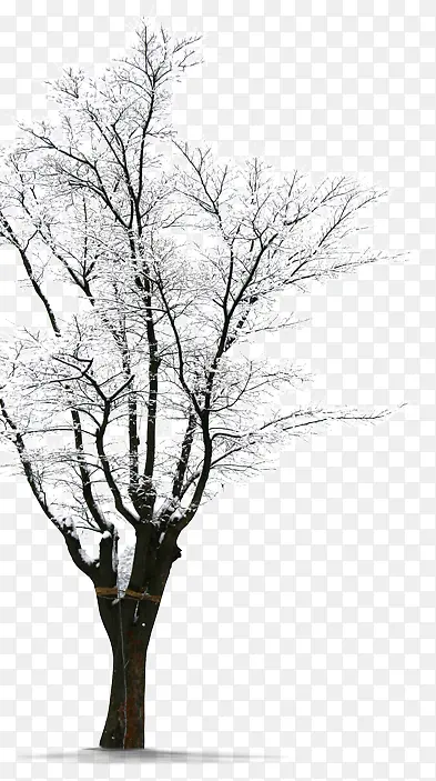 ��֦����ѩ��ͼƬ-������