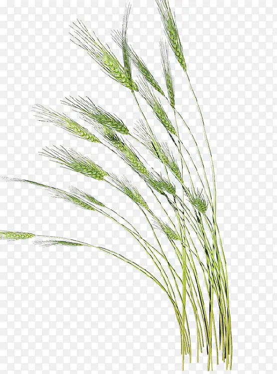 ��ɫ��β�Ͳ�-������