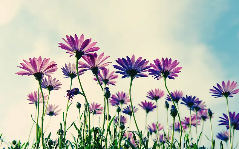 ��ɫС���ɰ�Ψ��-������