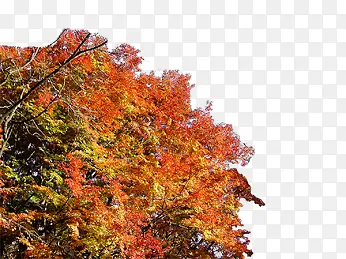 ������Ӱ�羰��������-������