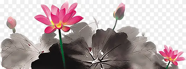 ˮ�ʺɻ���Ҷ-������