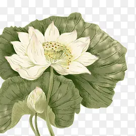 ˮ�ʰ׺ɻ�-������