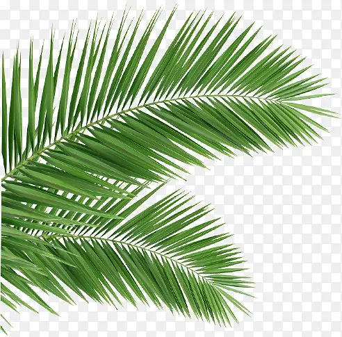 ������Ӱ��ɫ��Ҷ-������