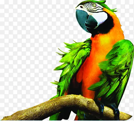 �����ɫ������֦-������