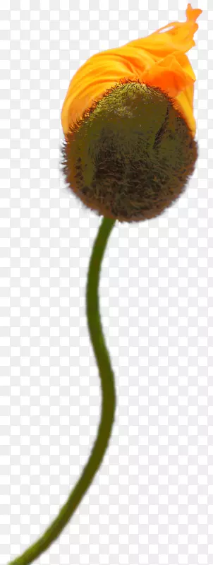 ����ֲ�ﻨ��ֲ�ﾥ��ֲ��-������