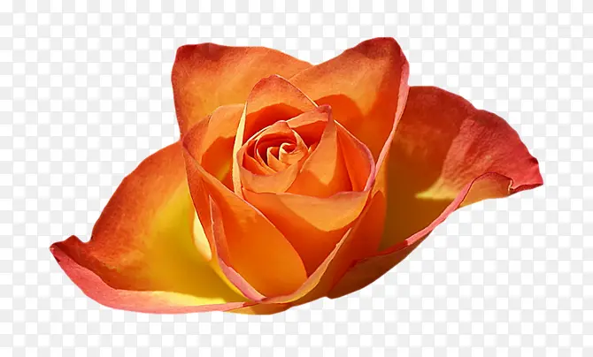 ��ɫʢ������-������