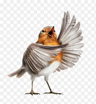 �ȿɰ�С��-������