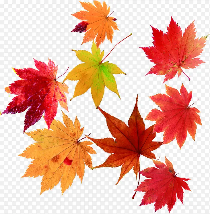 �ֻ��ɫ�����Ҷ-������