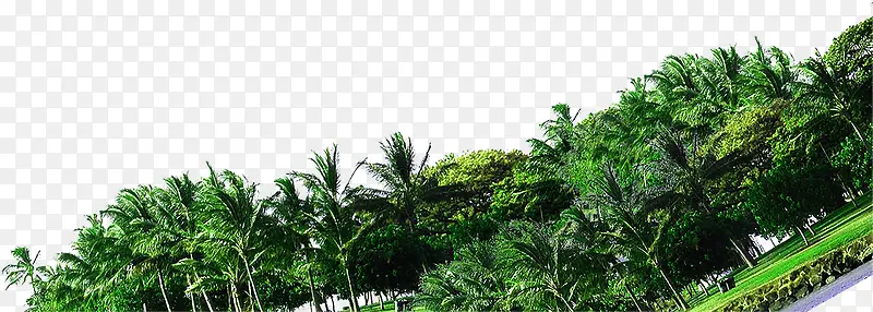 �ϳ���Ӱ�ȼ�����ɫ��ɭ��-������