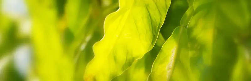 �Ա�����-������