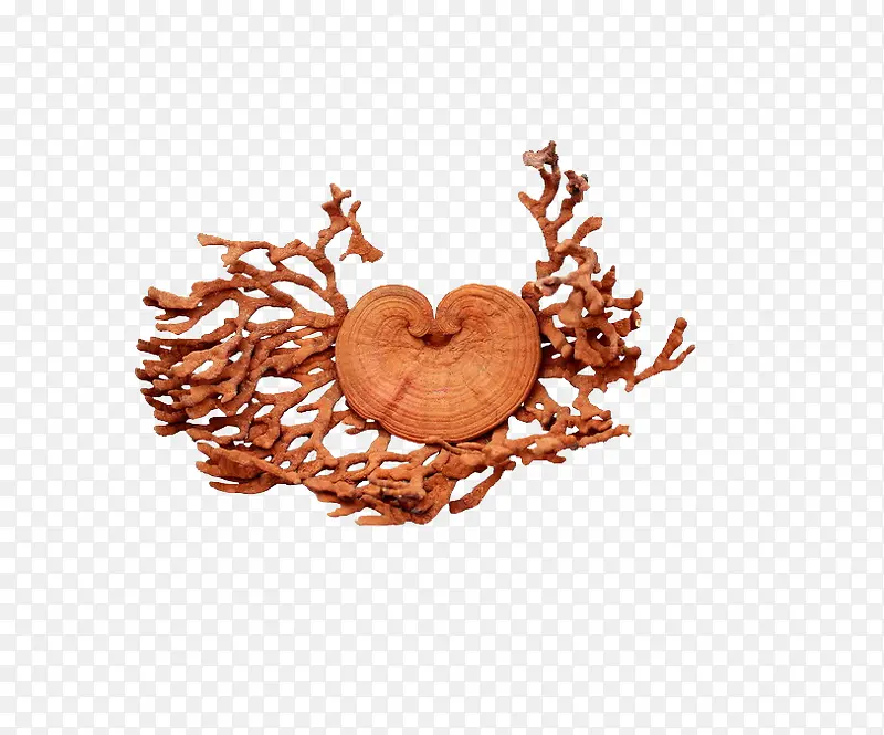 ��֥��-������