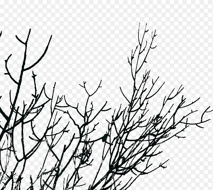 Ҷ��ˮ����֦-������