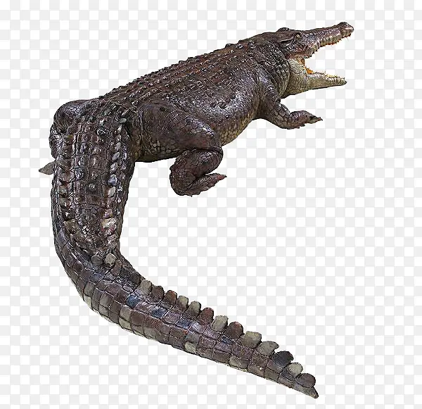 ���㶯��-������