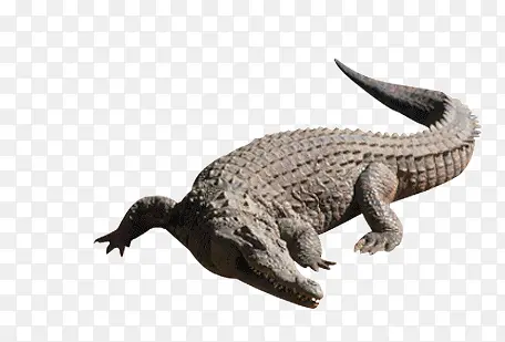 ���㶯��-������