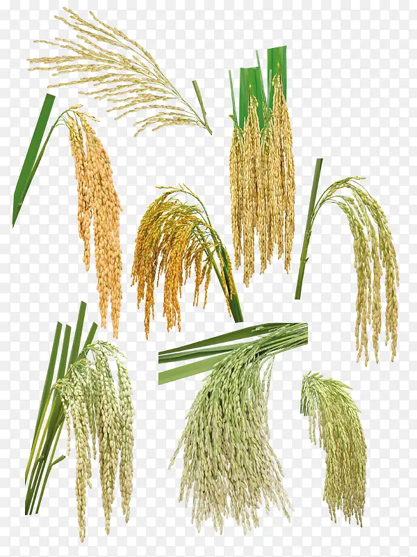 ��ʽ�����ز�-������