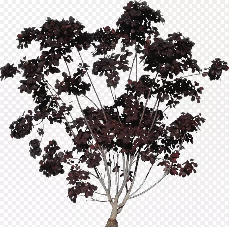 ��֦�������ȵ�����Ȼ-������-������