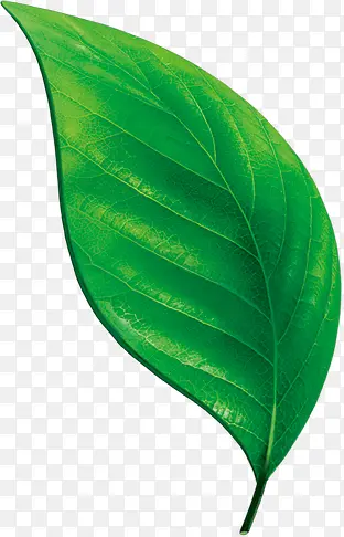 ������ӰһƬ��Ҷ-������