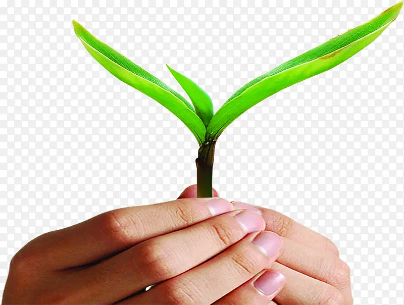 ������Ҷ��ָ��ͼ-������