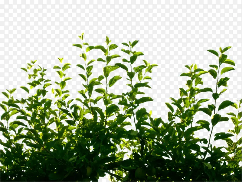 ������֦����-������