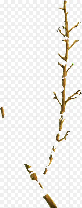 �滭��֦��Ƭ���-������