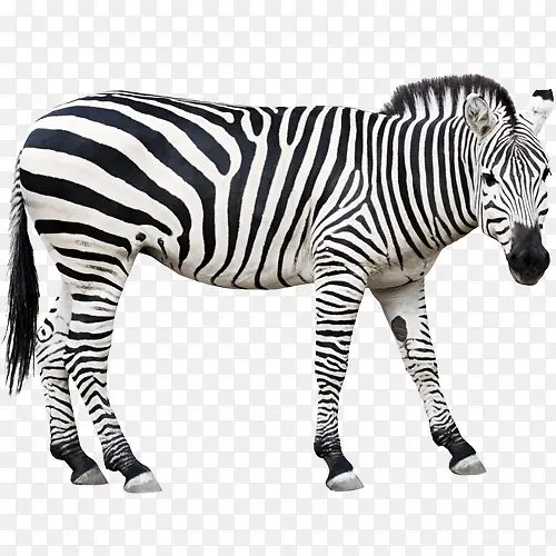 ����-������