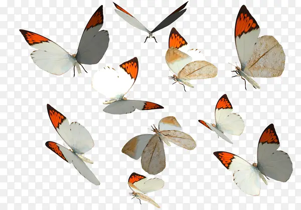 ��ɫ����-������