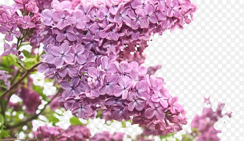 ���㻨��-������