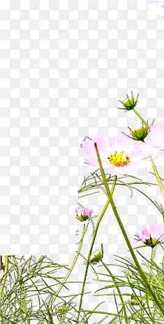 ��ɫΨ����ȻС��-������