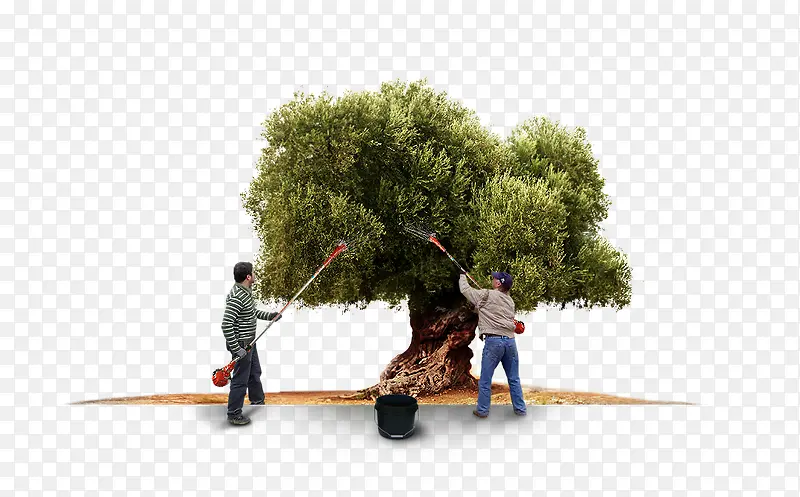 ժˮ����ľ����-������