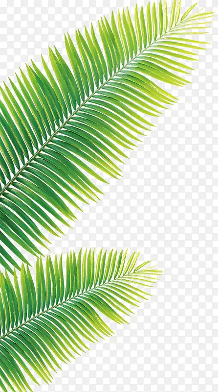 ��Ҷֲ���ز�-������