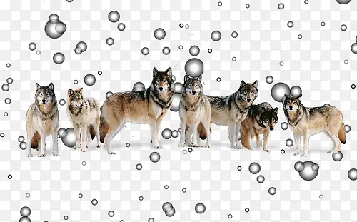 ������Ⱥ-������