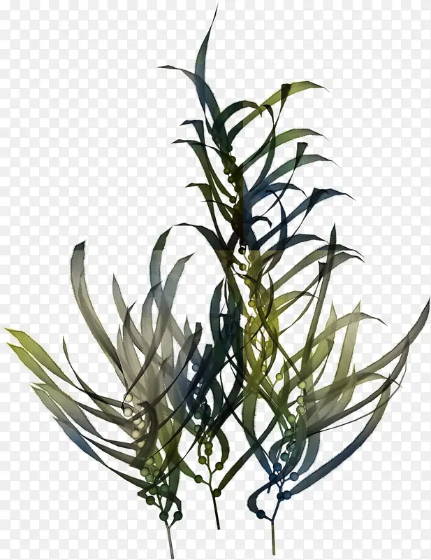 ��֦�ʻ��֦װ��-������