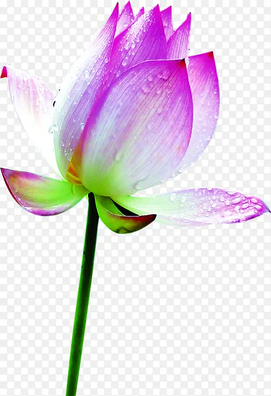 ��ɫ�ɰ��ɻ�����-������