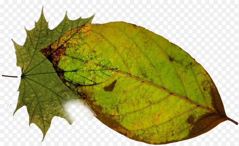 ������Ӱ��Ƶ���Ҷ-������