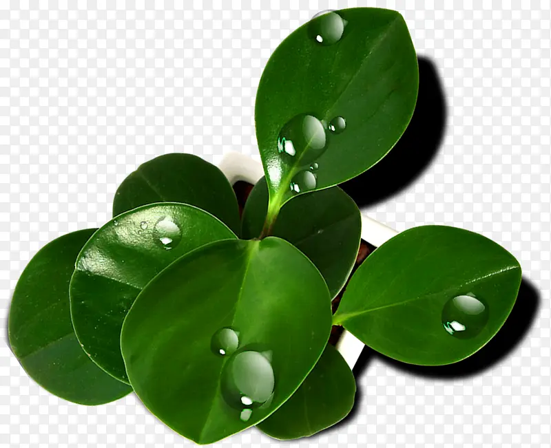 ��ɫ������Ӱ��Ҷ��Ө��͸-������