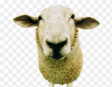 ��ɫ�����Ա�����-������