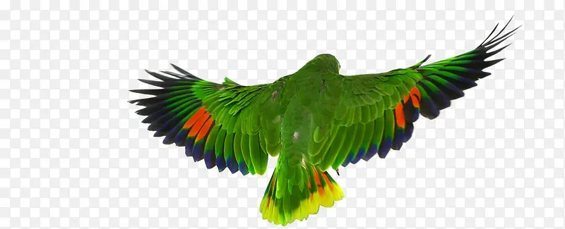 ��ɫ����-������