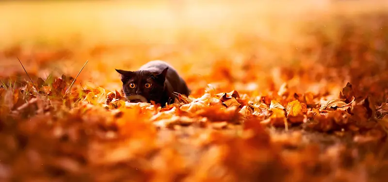 ��Ӱ����-������