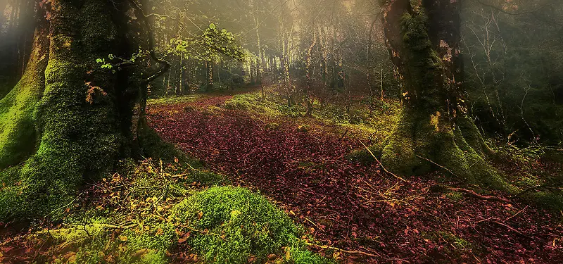 ��Ӱ����-������