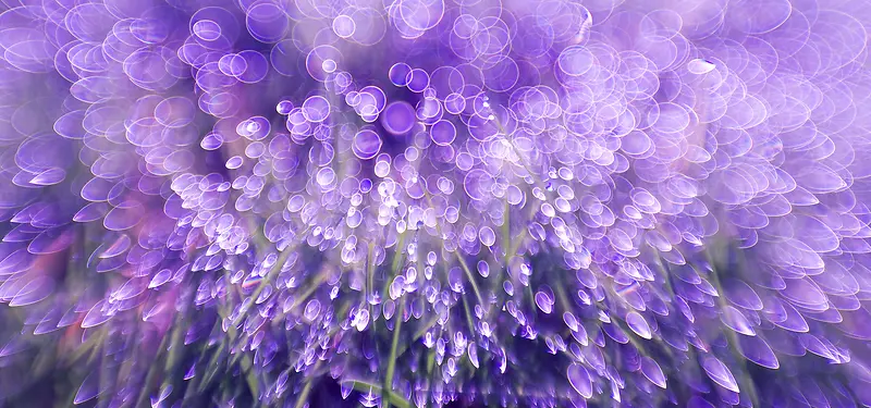 ��ɫ��Ӱ����-������