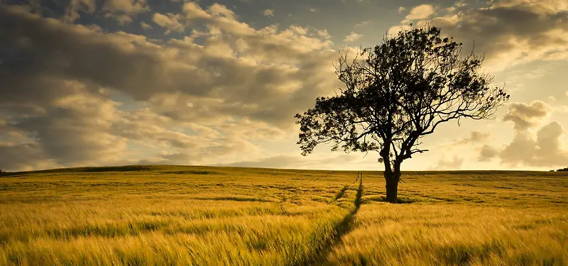 ��Ӱ����-������