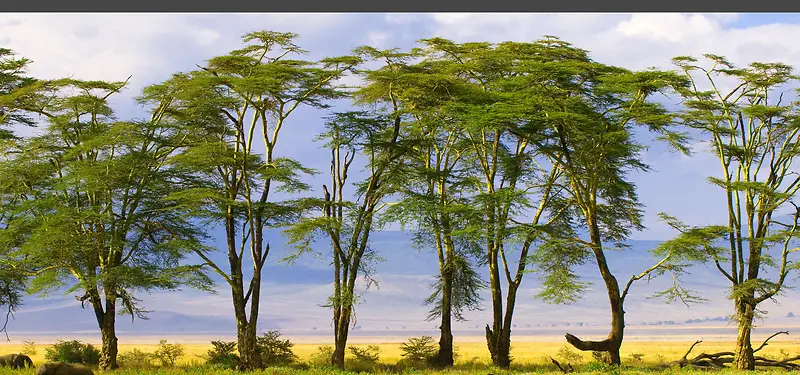 ��Ӱ����-������