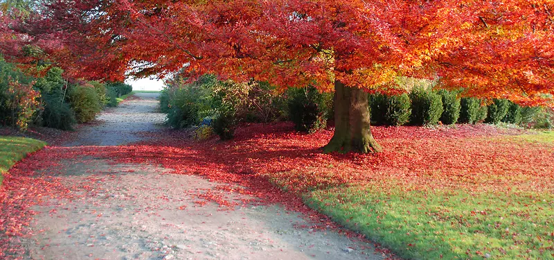 ��Ӱ����-������