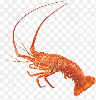 ��Ϻ-������